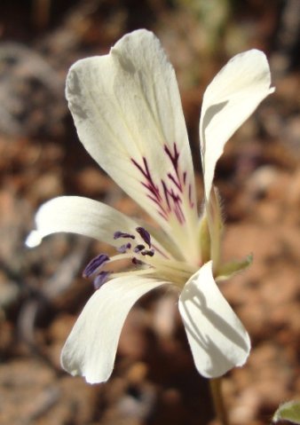 Pelargonium articulatum flower